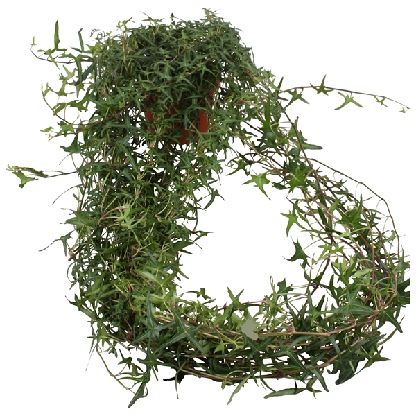 Горшечные цветы и растения оптом Hedera Helix Sagittaefolia Long Trail от 10шт из Голландии с доставкой по России