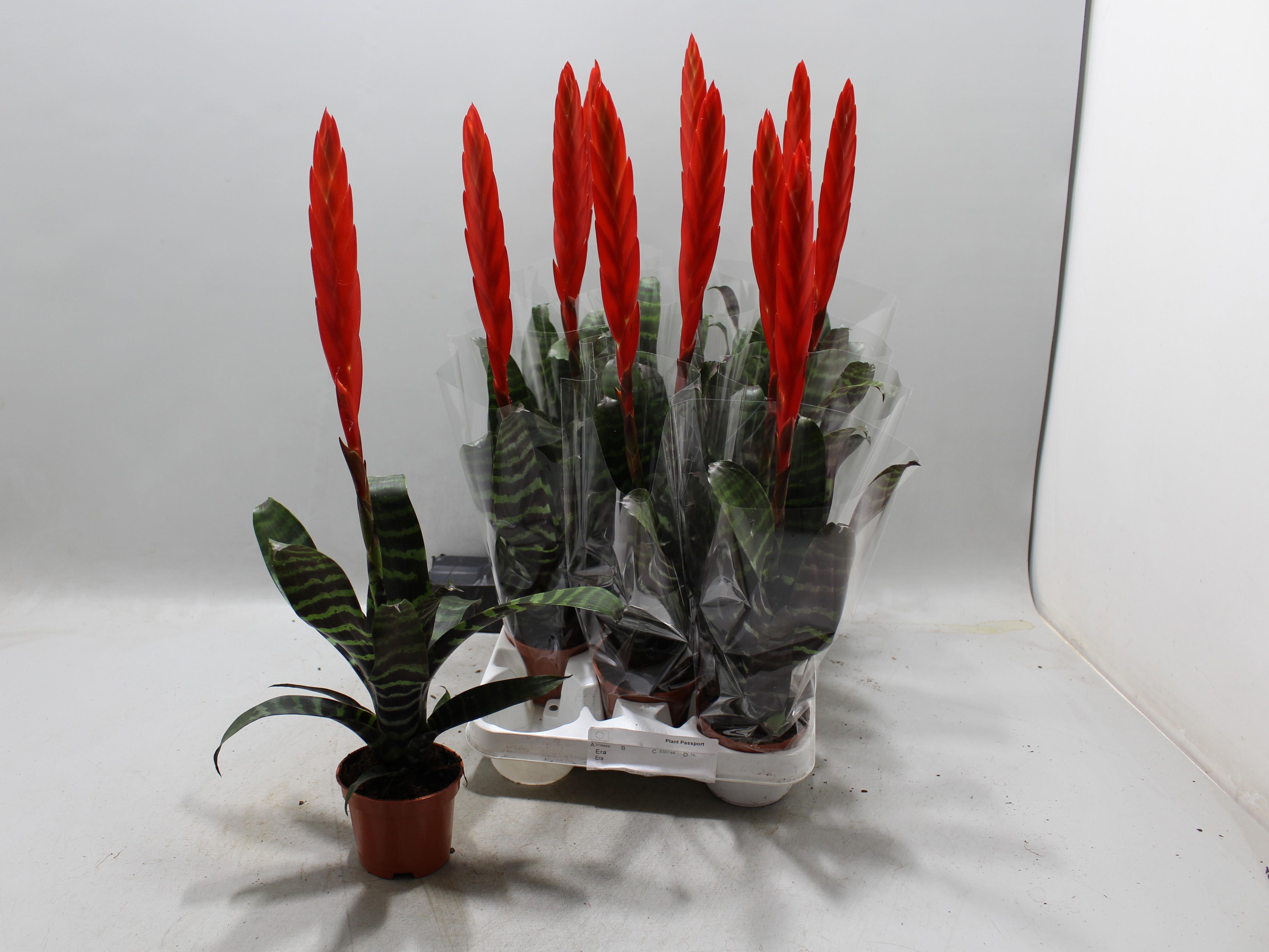 Горшечные цветы и растения оптом Vries Era от 11шт (для телеги) из Голландии с доставкой по России