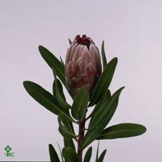 Срезанные цветы оптом Protea pink ice от 20шт из Голландии с доставкой по России Срезанные цветы оптом Protea pink ice от 20шт из Голландии с доставкой по России