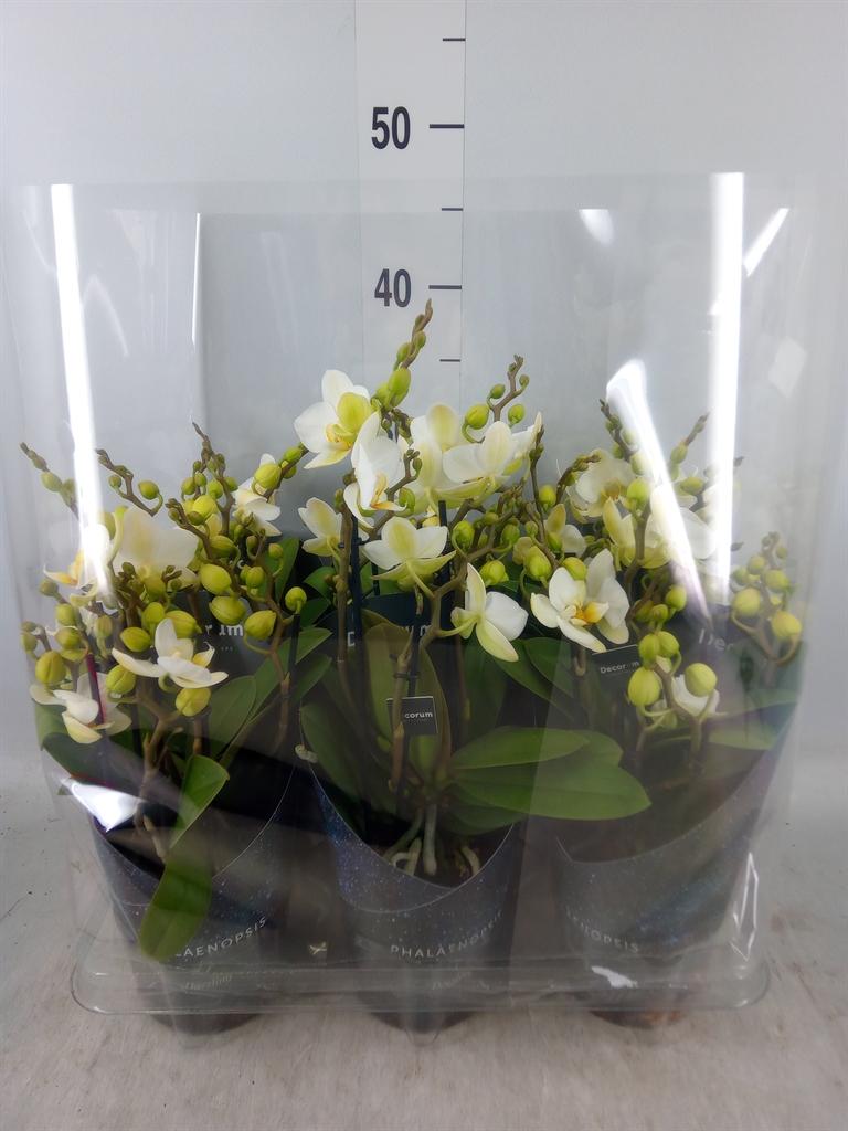 Горшечные цветы и растения оптом Phal 3-4st Dazzling Lausanne (scenza) от 6шт из Голландии с доставкой по России