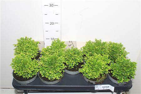 Горшечные цветы и растения оптом Selag M Jori от 9шт из Голландии с доставкой по России