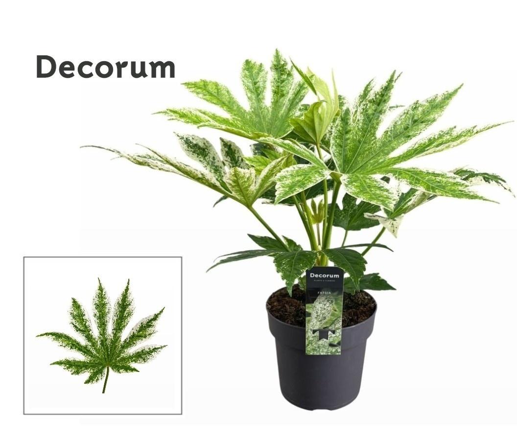 Горшечные цветы и растения оптом Fatsia Variegata от 6шт из Голландии с доставкой по России