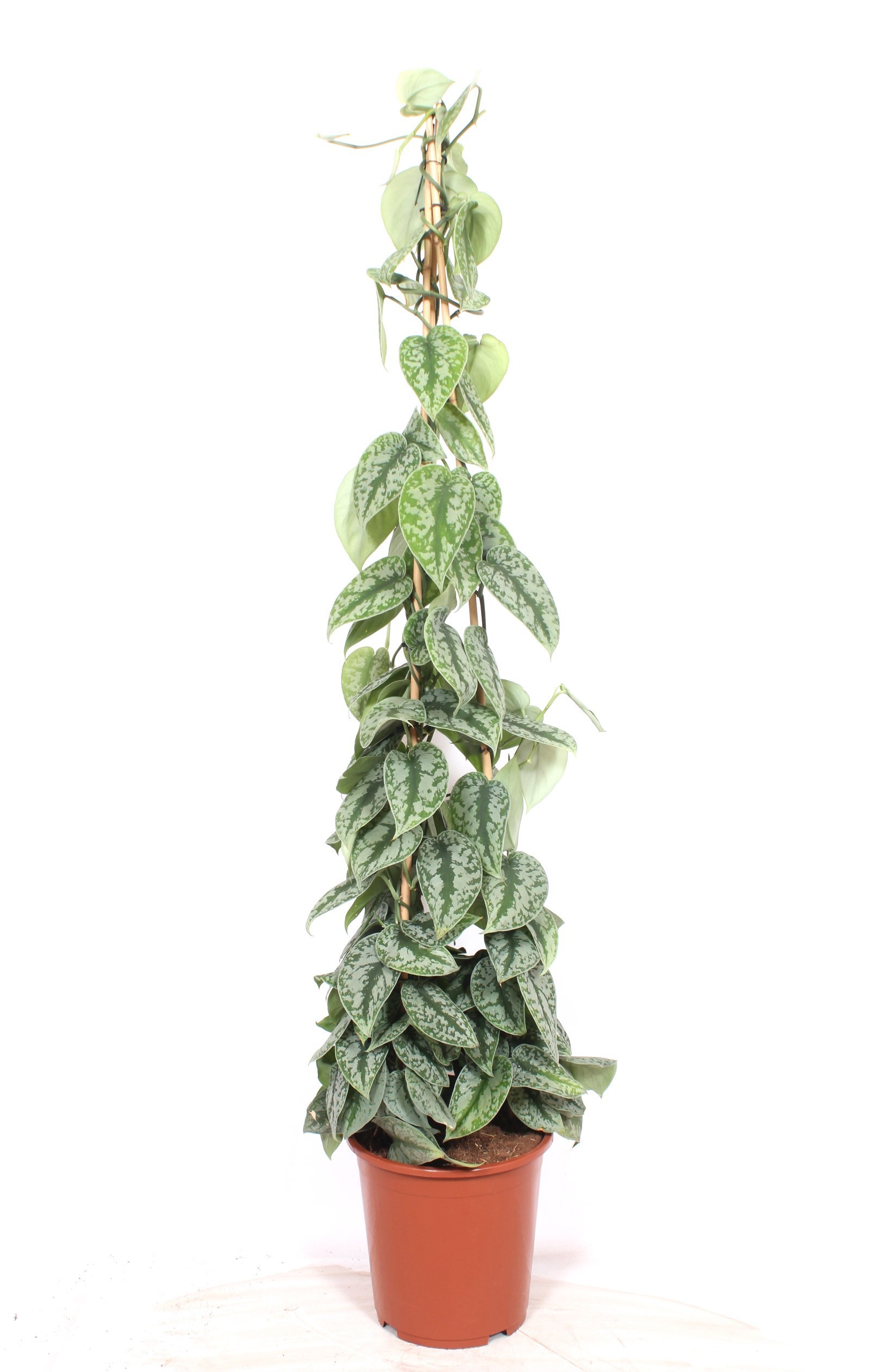 Горшечные цветы и растения оптом Scindapsus Trebie Piramide от 1шт из Голландии с доставкой по России