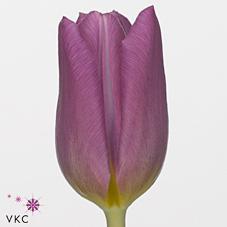 Срезанные цветы оптом Tulipa si copex от 150шт из Голландии с доставкой по России