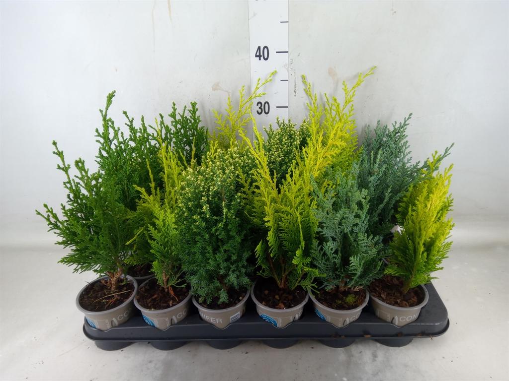 Горшечные цветы и растения оптом Conifers   ...mix от 24шт (для телеги) из Голландии с доставкой по России