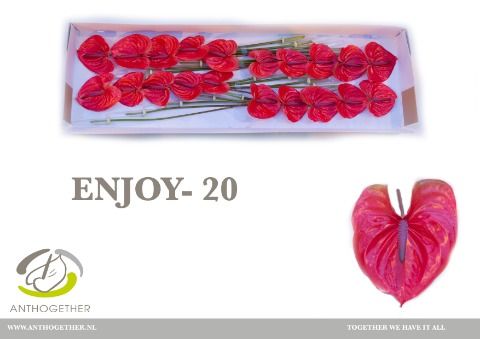 Срезанные цветы оптом Anthurium enjoy от 20шт из Голландии с доставкой по России