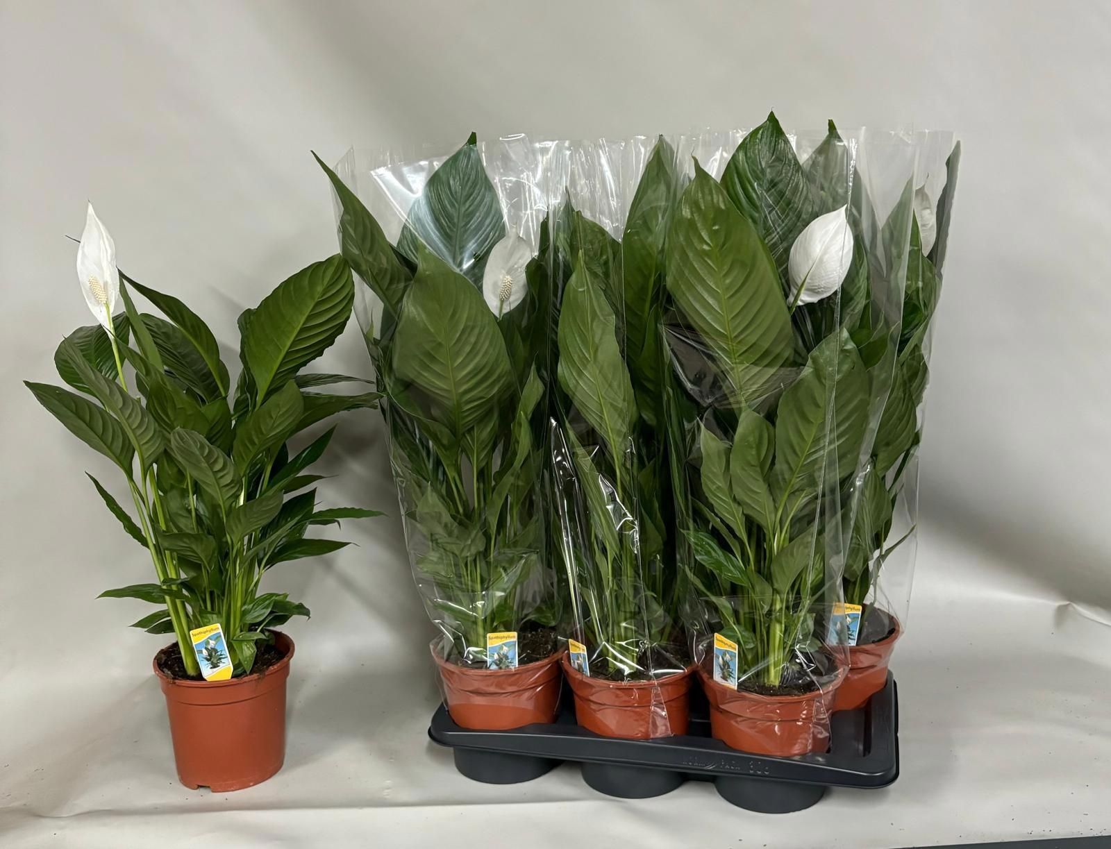 Горшечные цветы и растения оптом Spath Verdi от 6шт из Голландии с доставкой по России