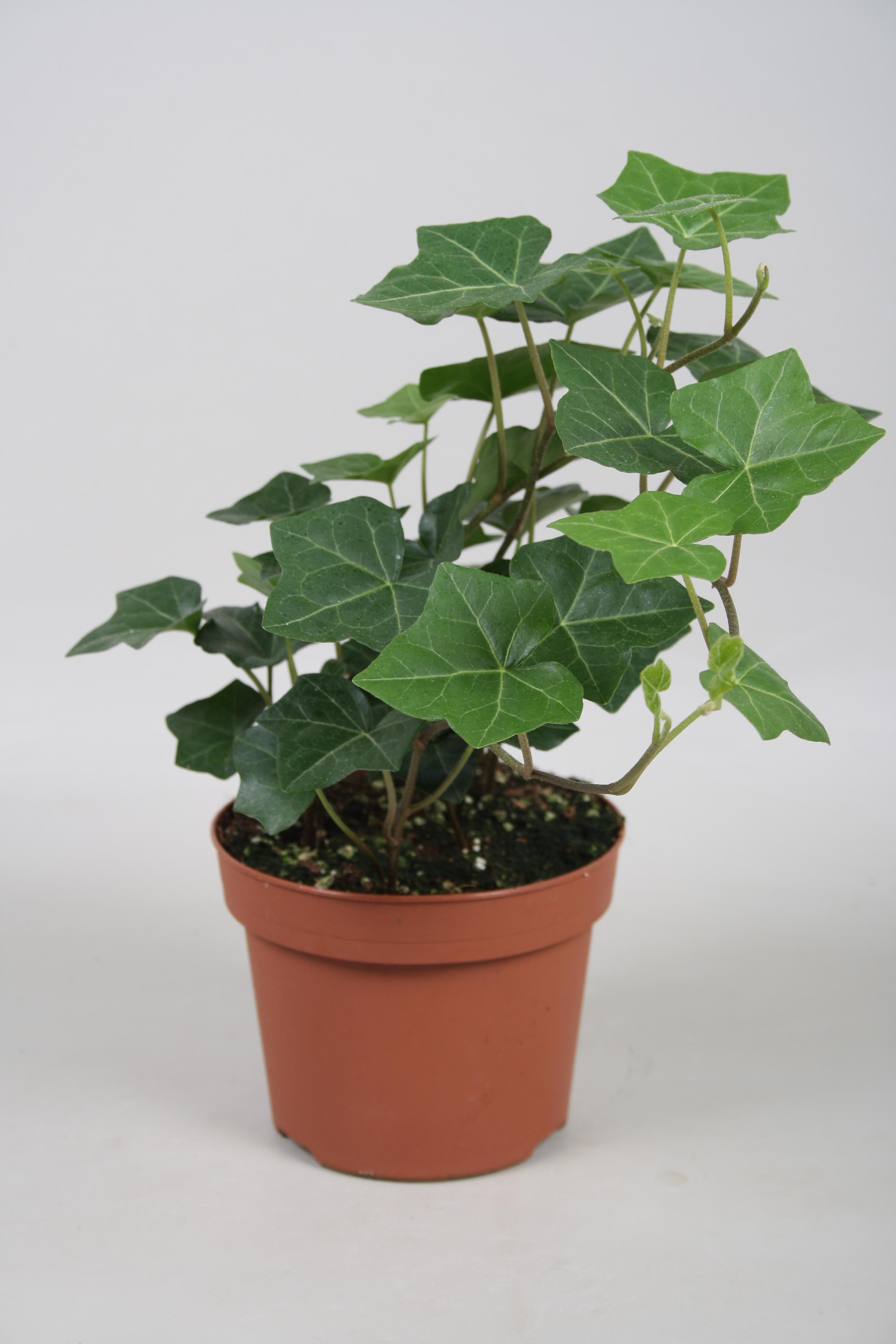 Горшечные цветы и растения оптом Hedera Hibernica от 8шт из Голландии с доставкой по России