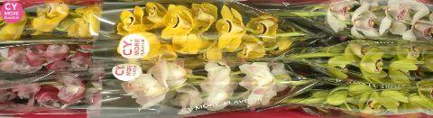 Срезанные цветы оптом Minicymbidium mix spring от 6шт. из Голландии с доставкой по России