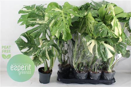 Горшечные цветы и растения оптом Monstera Del Thai Co от 8шт из Голландии с доставкой по России