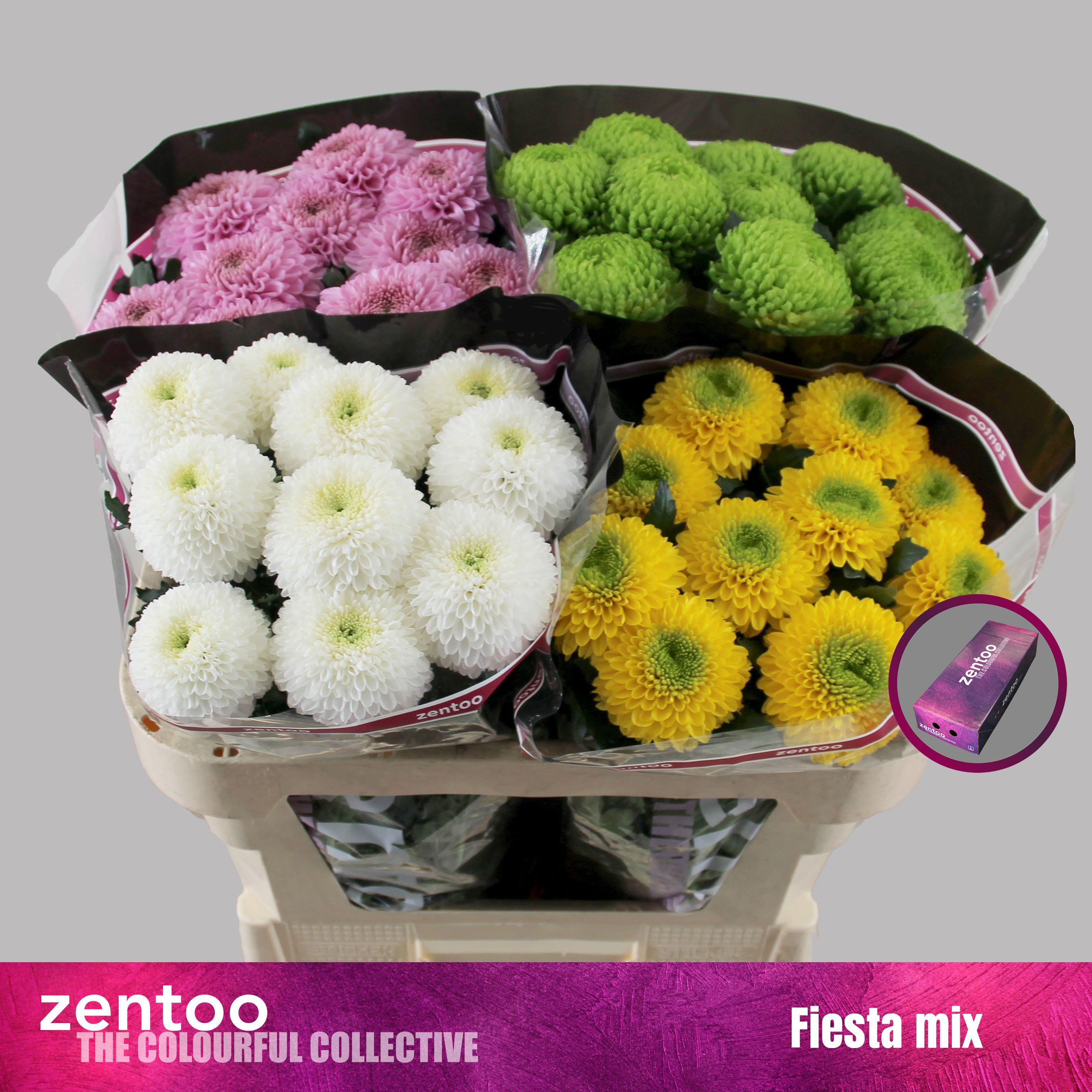 Срезанные цветы оптом Chrys bl mix от 120шт из Голландии с доставкой по России