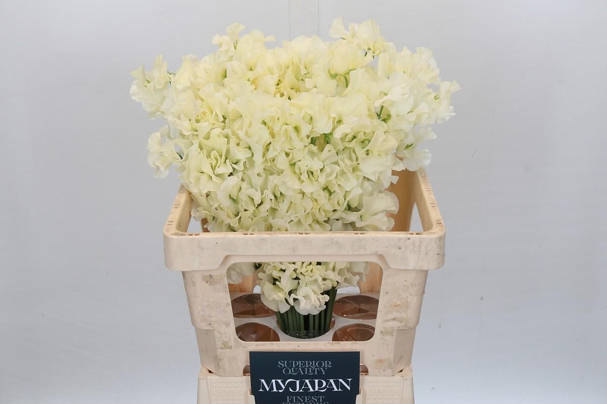 Срезанные цветы оптом Lathyrus od cream от 50шт из Голландии с доставкой по России