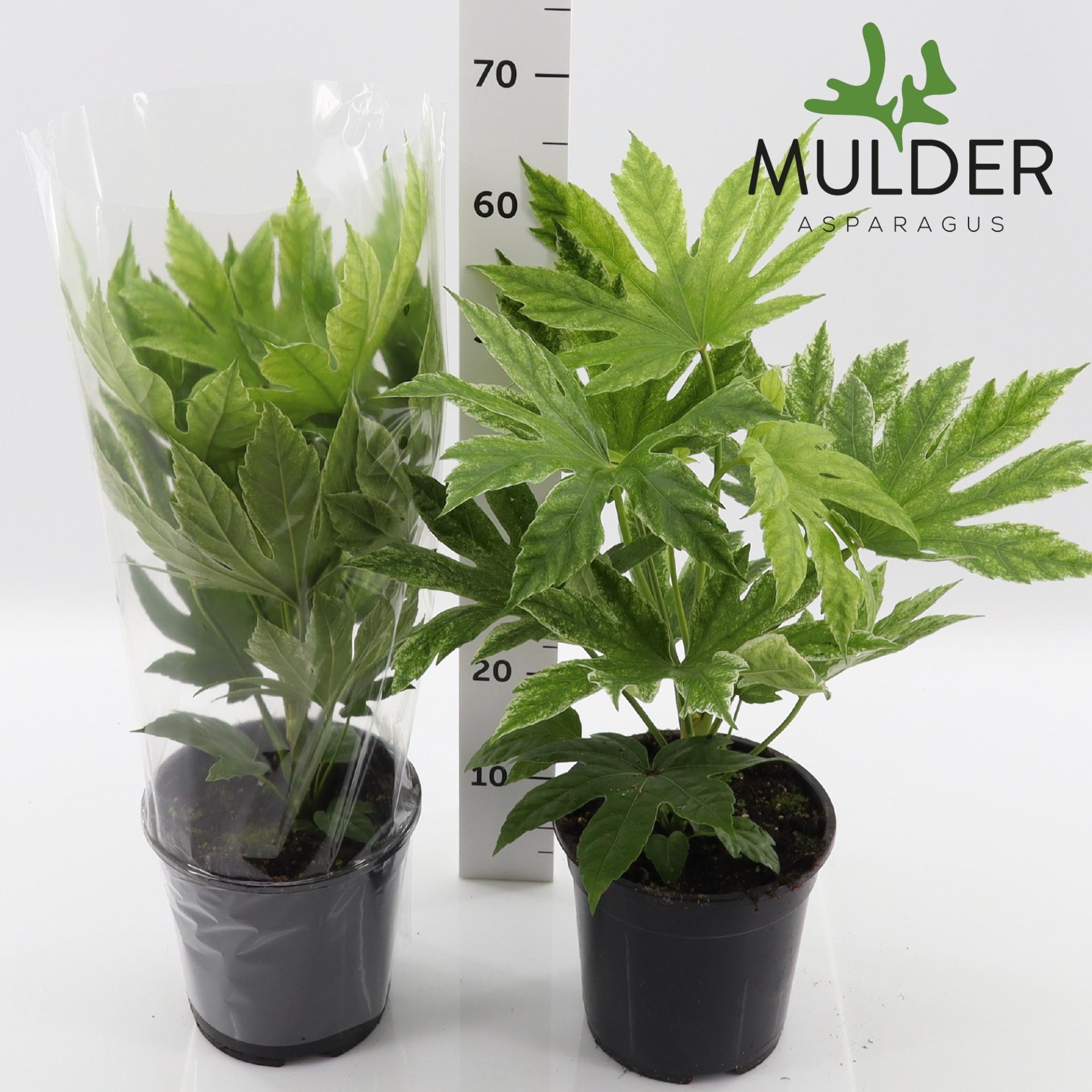Горшечные цветы и растения оптом Fatsia Variegata от 1шт из Голландии с доставкой по России