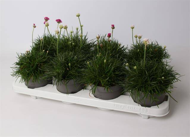 Горшечные цветы и растения оптом Armeria Maritima Mix от 8шт из Голландии с доставкой по России