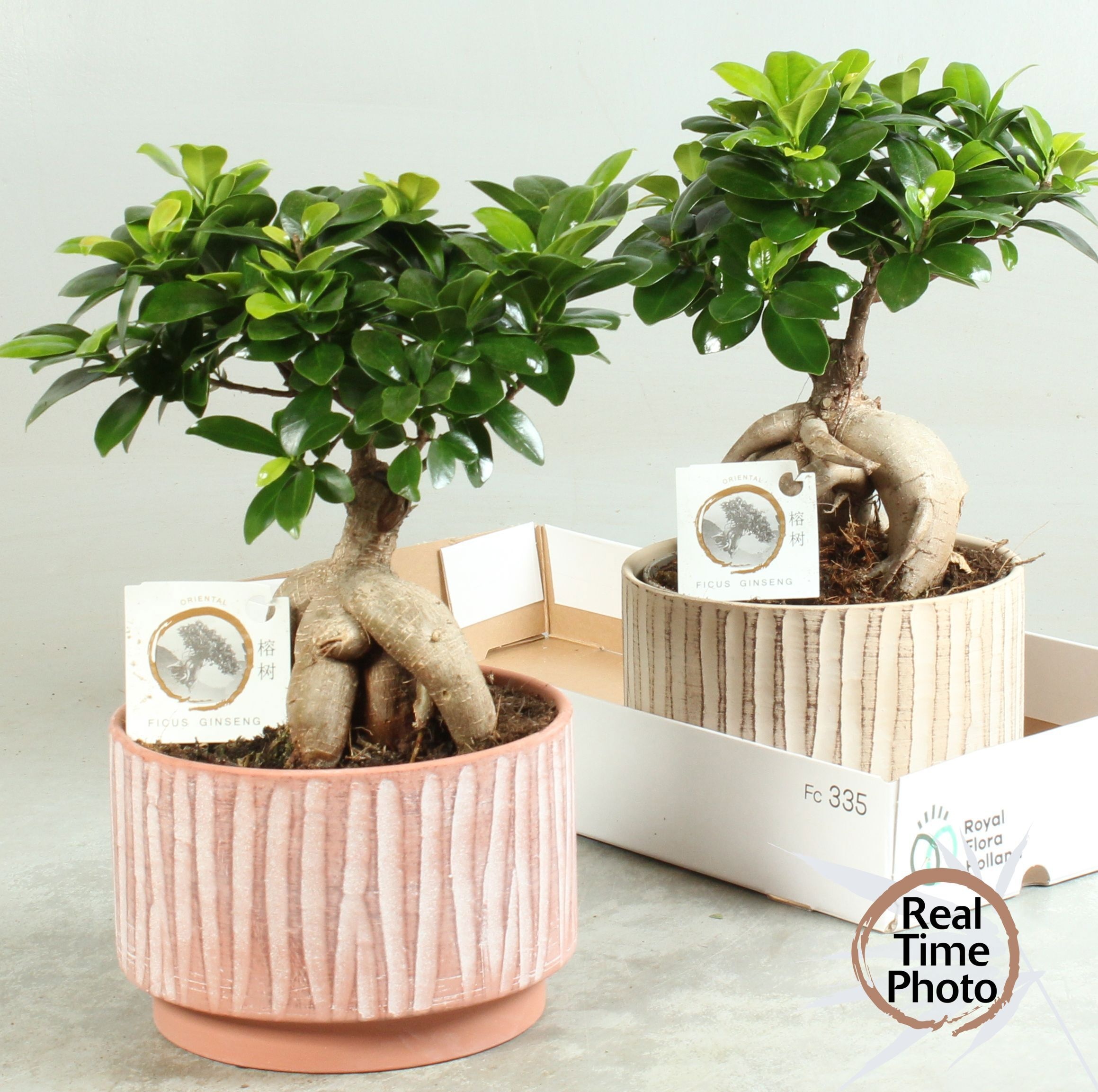 Горшечные цветы и растения оптом Fic Mi Ginseng от 2шт из Голландии с доставкой по России