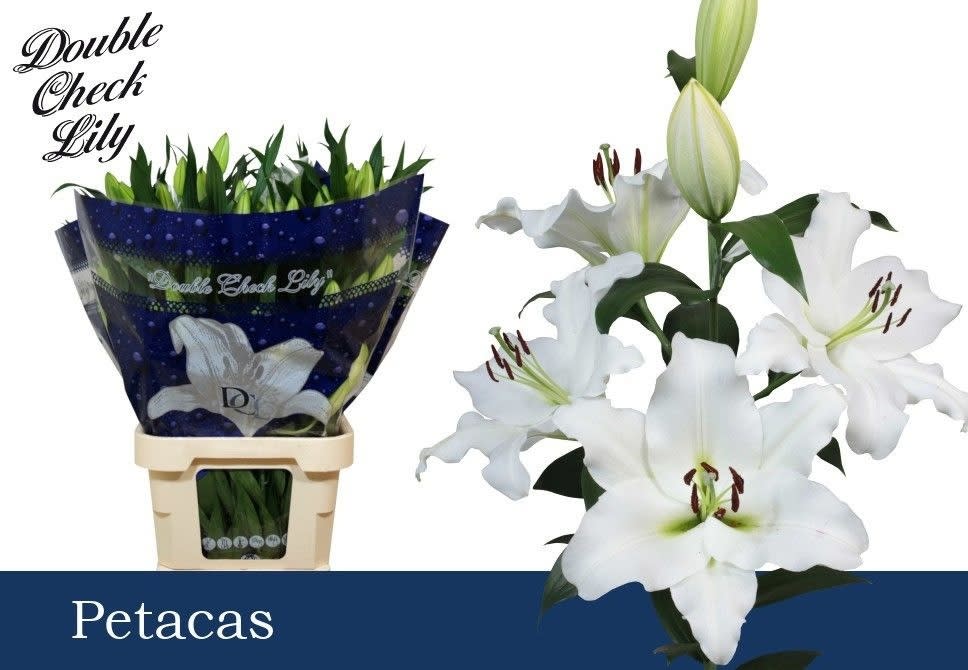 Срезанные цветы оптом Lilium or petacas от 30шт из Голландии с доставкой по России