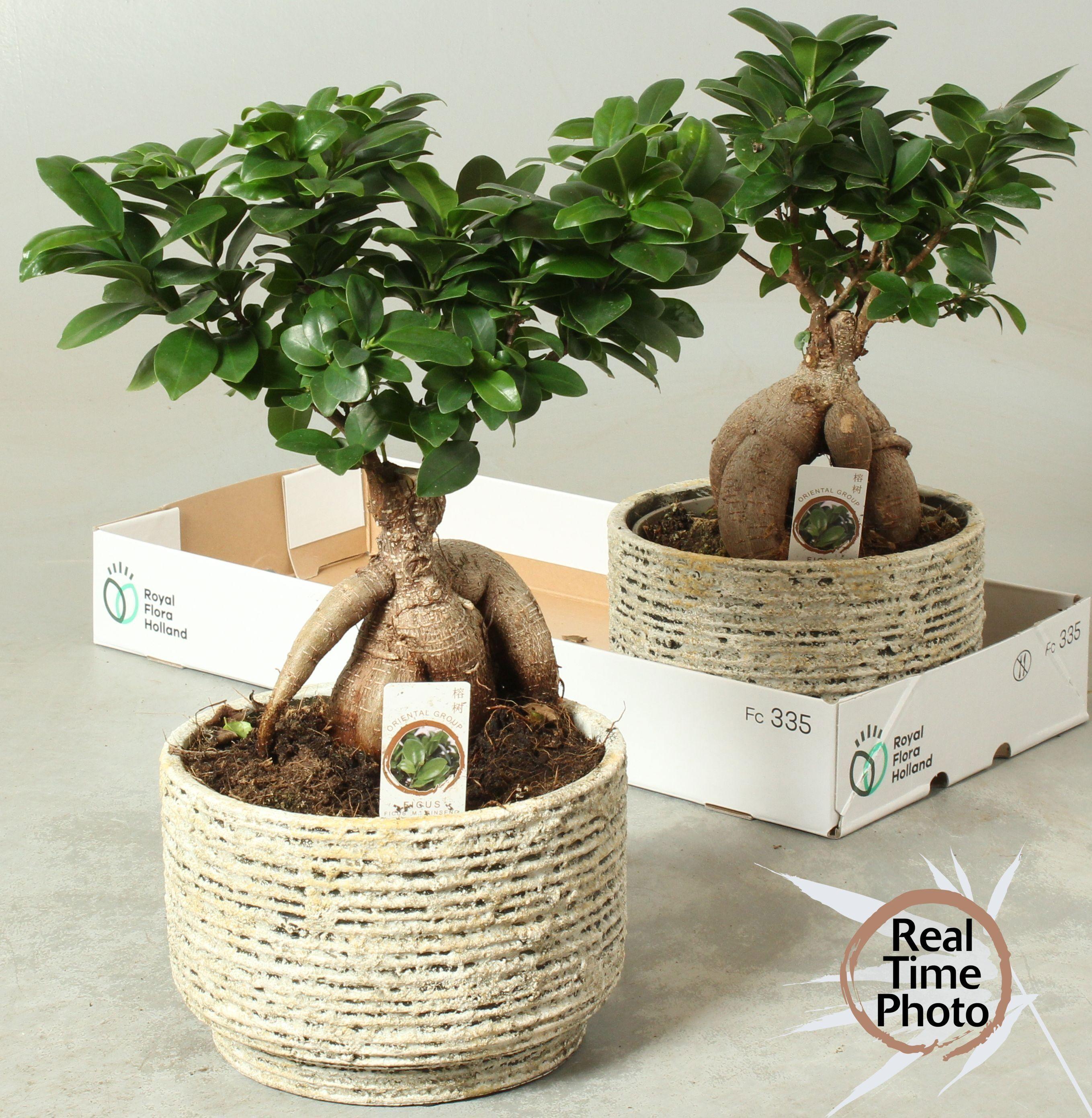 Горшечные цветы и растения оптом Fic Mi Ginseng от 2шт из Голландии с доставкой по России