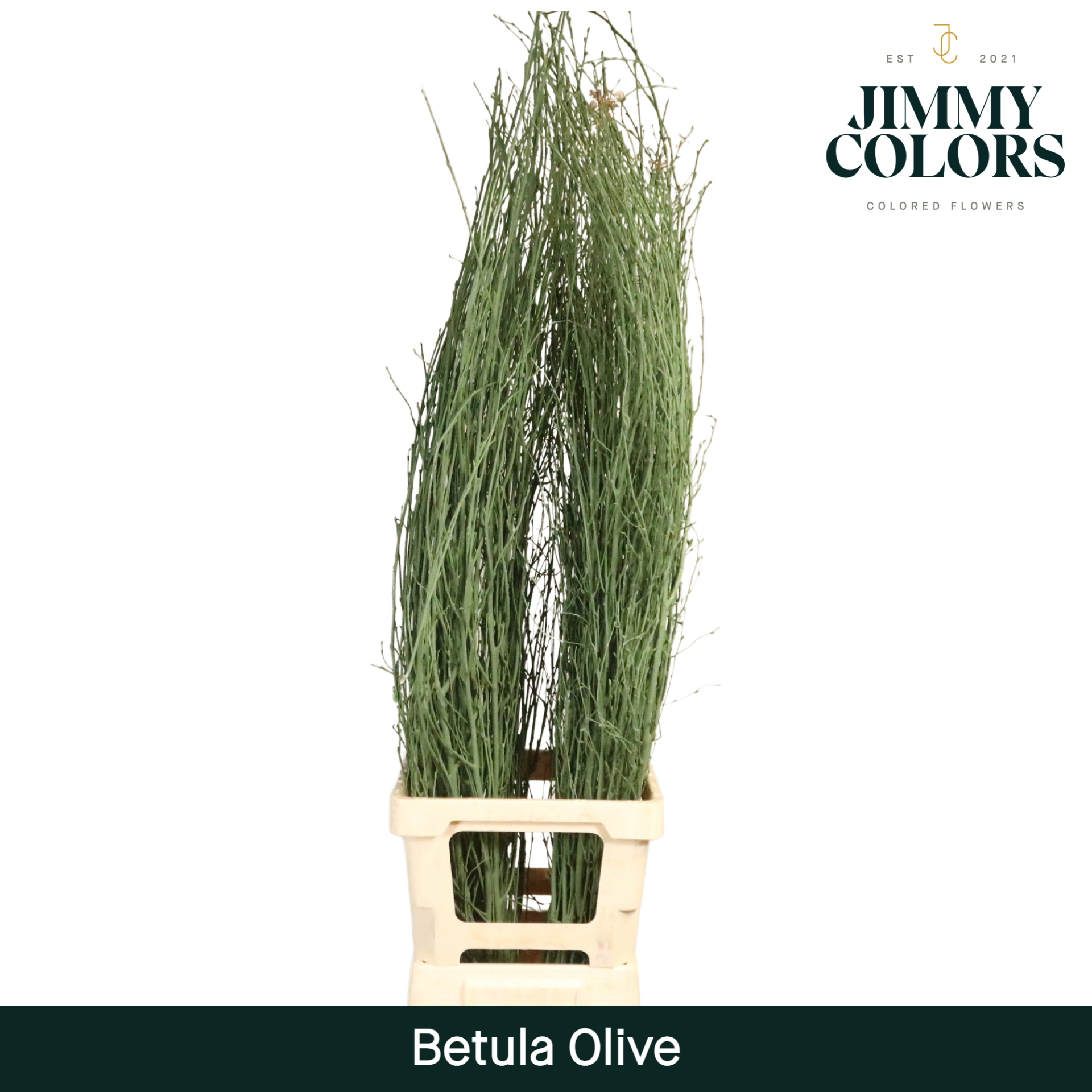 Срезанные цветы оптом Betula paint olive от 50шт из Голландии с доставкой по России