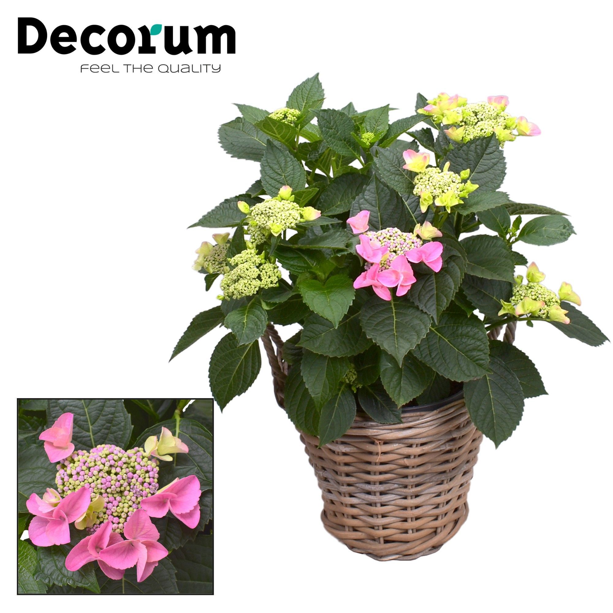 Горшечные цветы и растения оптом Hydrangea Teller Nizza Pink In Basket (decorum) от 1шт из Голландии с доставкой по России