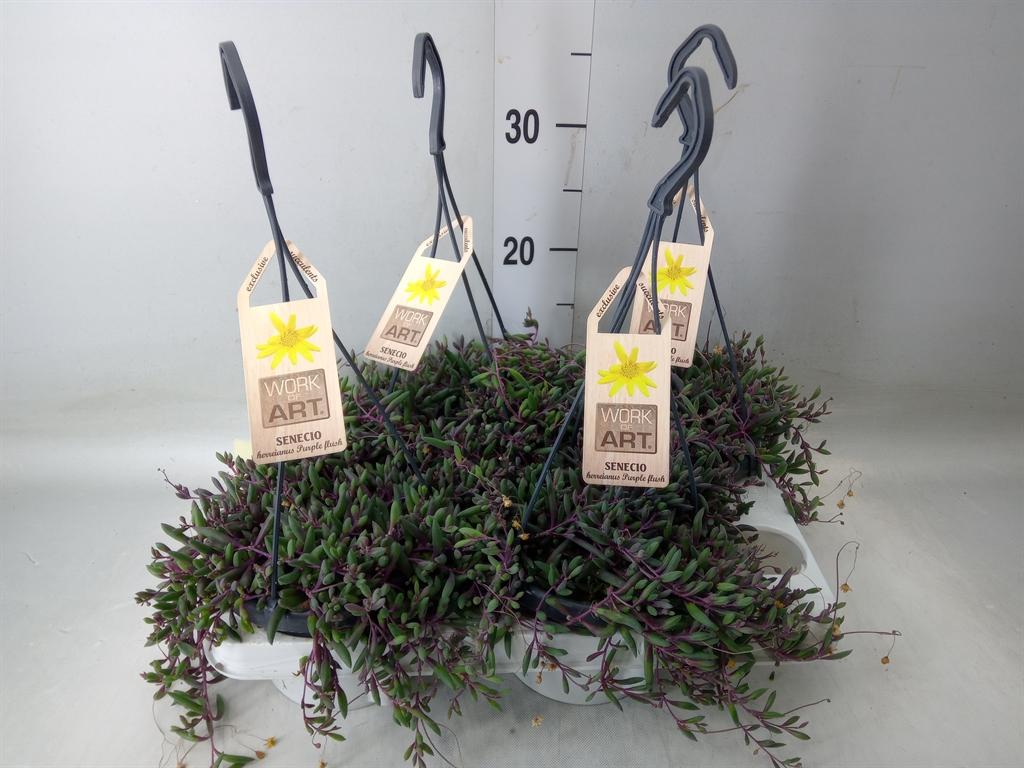 Горшечные цветы и растения оптом Senecio   ... от 4шт из Голландии с доставкой по России