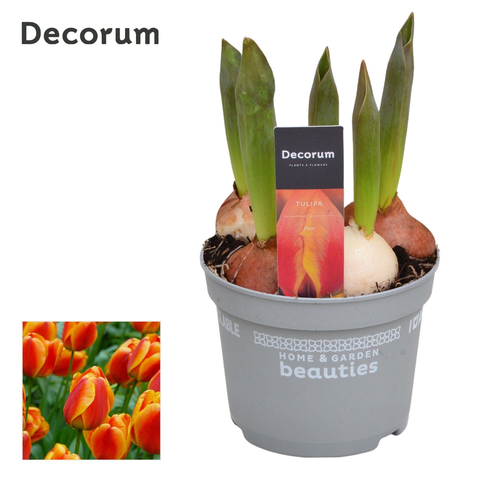 Горшечные цветы и растения оптом Tulipa Flair (decorum) от 10шт из Голландии с доставкой по России