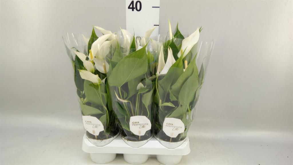 Горшечные цветы и растения оптом Anthurium banderola Cava A от 6шт (для телеги) из Голландии с доставкой по России