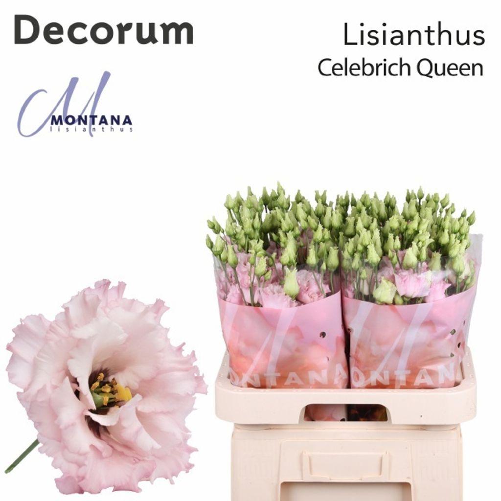 Срезанные цветы оптом Lisianthus do celeb queen от 40шт из Голландии с доставкой по России