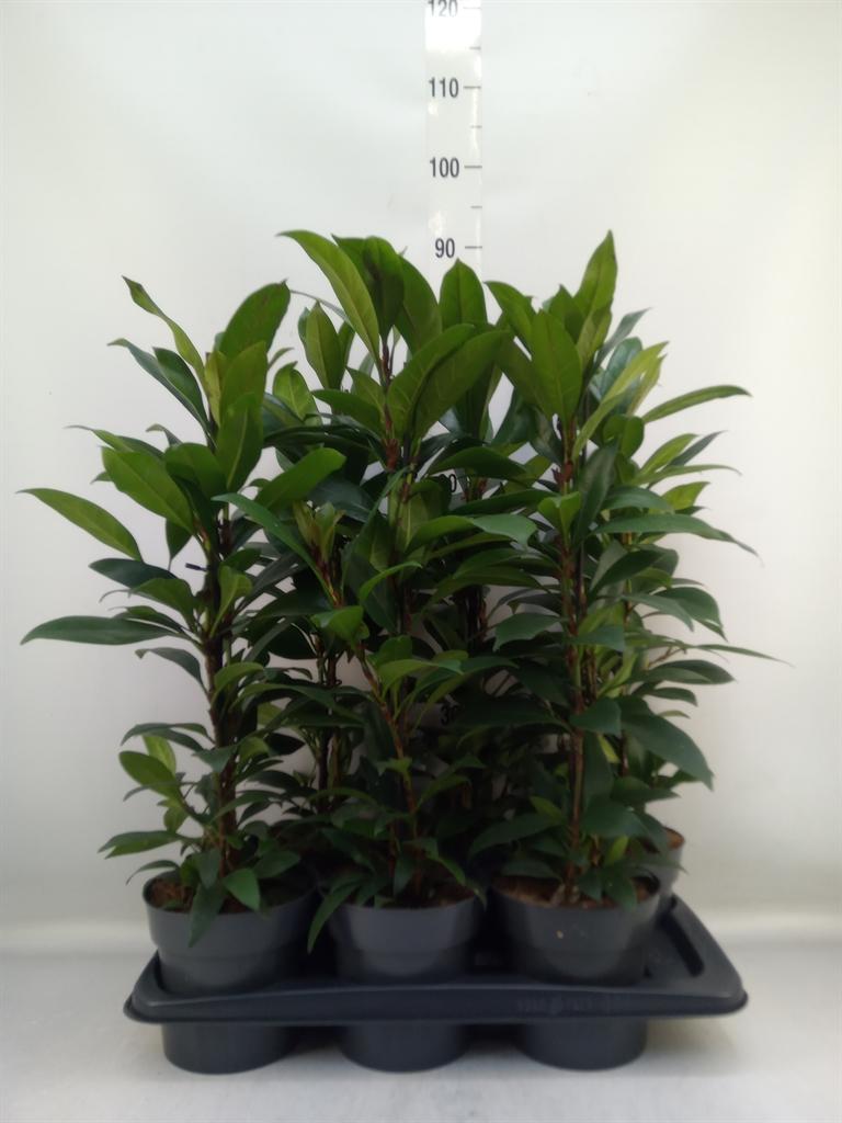Горшечные цветы и растения оптом Ficus Cyathipulia Compacta от 6шт из Голландии с доставкой по России