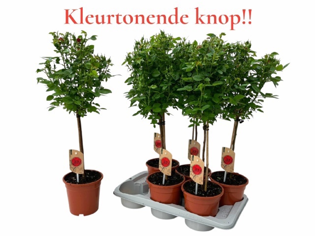 Горшечные цветы и растения оптом Ro Ov от 6шт из Голландии с доставкой по России