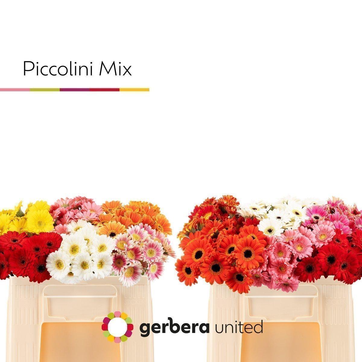 Срезанные цветы оптом Germini piccolini mix in bucket от 120шт из Голландии с доставкой по России