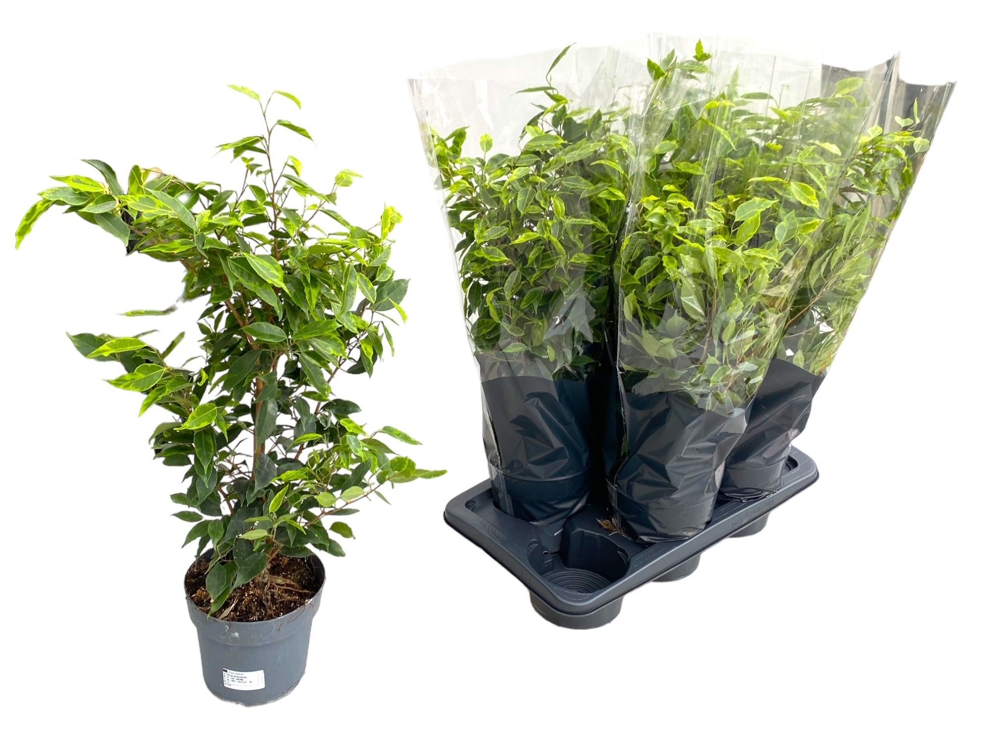 Горшечные цветы и растения оптом Ficus Be Anastasia от 6шт из Голландии с доставкой по России