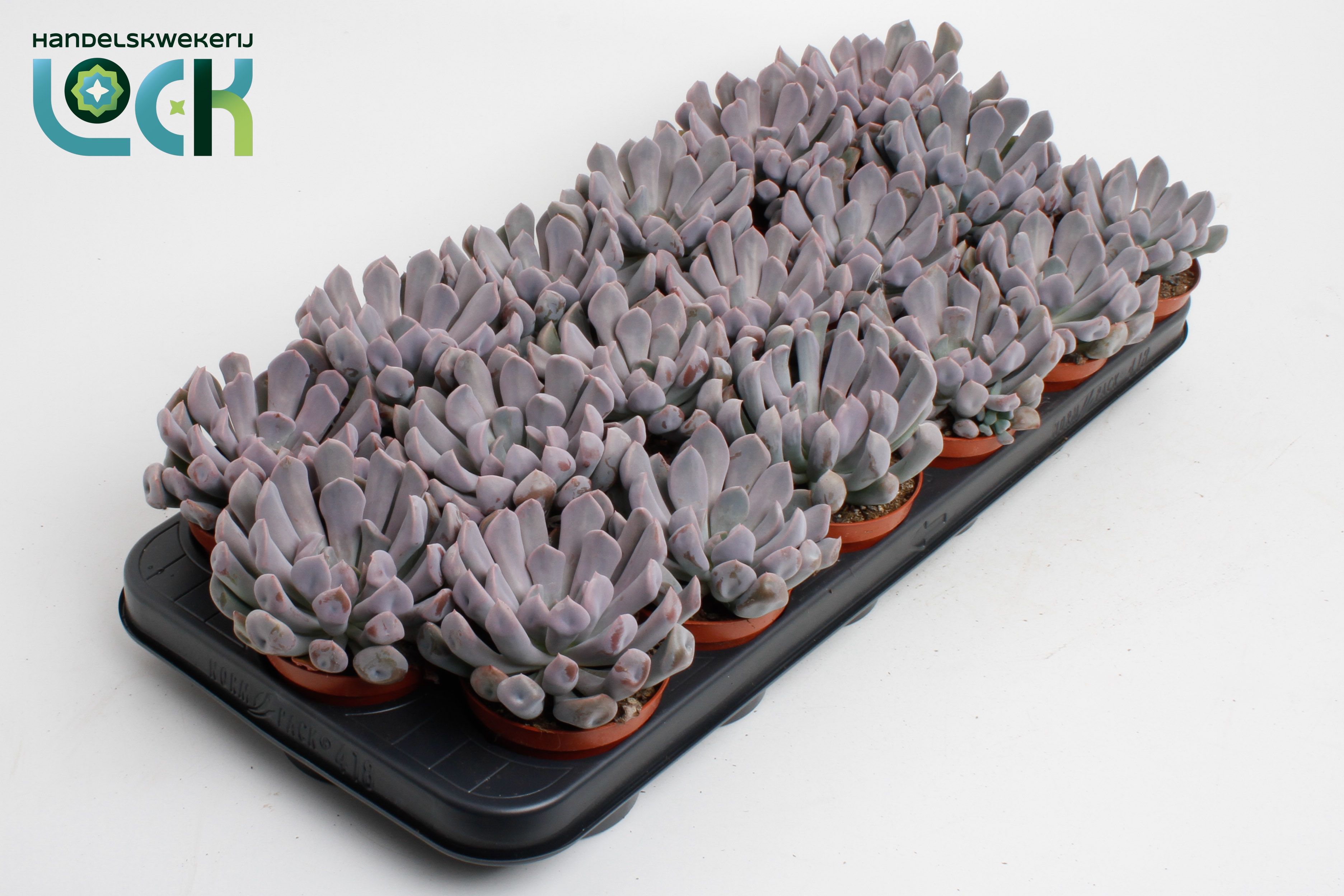 Горшечные цветы и растения оптом Echeveria Monica от 12шт (для телеги) из Голландии с доставкой по России