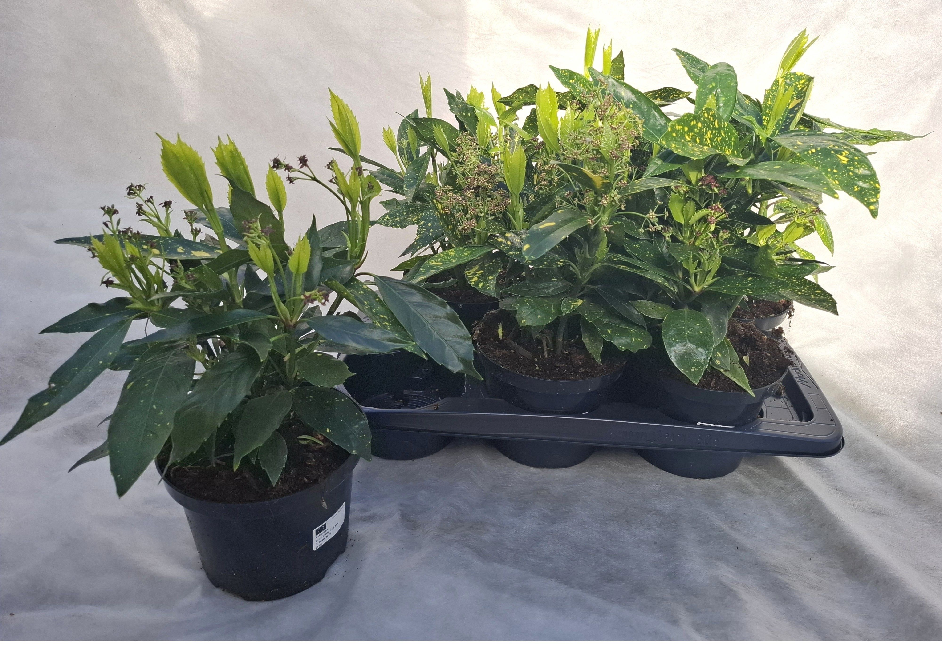 Горшечные цветы и растения оптом Aucuba J Crotonifoli от 6шт из Голландии с доставкой по России