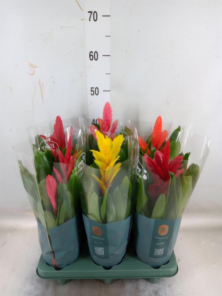 Горшечные цветы и растения оптом Vriesea ...mix от 6шт из Голландии с доставкой по России Горшечные цветы и растения оптом Vriesea ...mix от 6шт из Голландии с доставкой по России