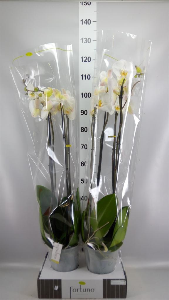 Горшечные цветы и растения оптом Phalaenopsis ...white от 2шт из Голландии с доставкой по России