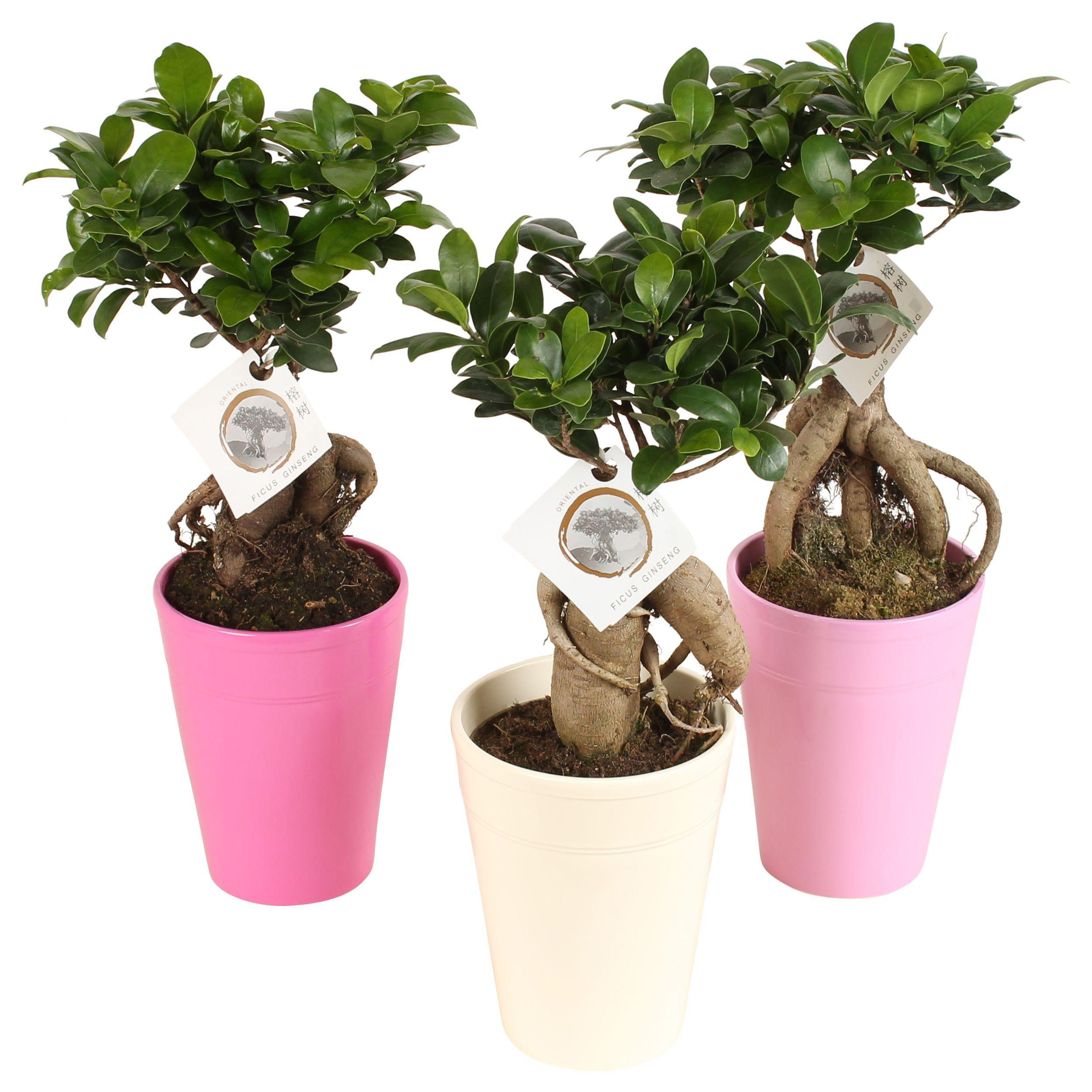 Горшечные цветы и растения оптом Ficus Ginseng In Pax Pink Mix от 8шт из Голландии с доставкой по России