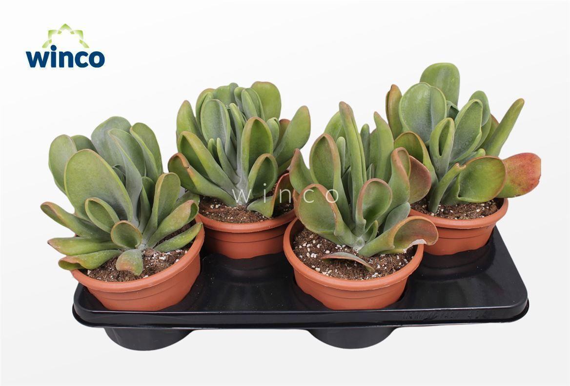 Горшечные цветы и растения оптом Kalanchoe Oricula от 4шт из Голландии с доставкой по России