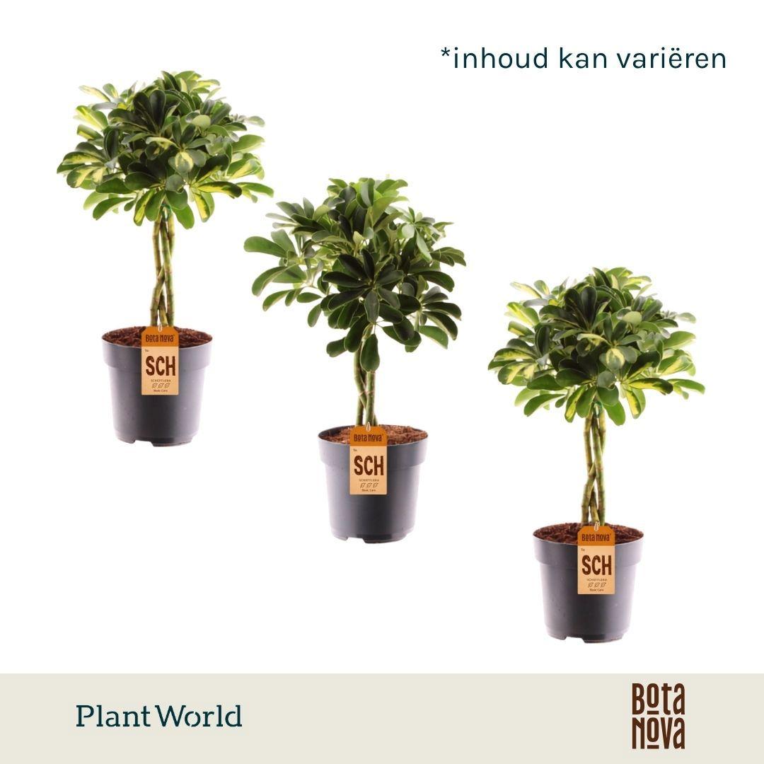 Горшечные цветы и растения оптом Schefflera Twisted Mix (gold Capella Compacta) от 6шт из Голландии с доставкой по России