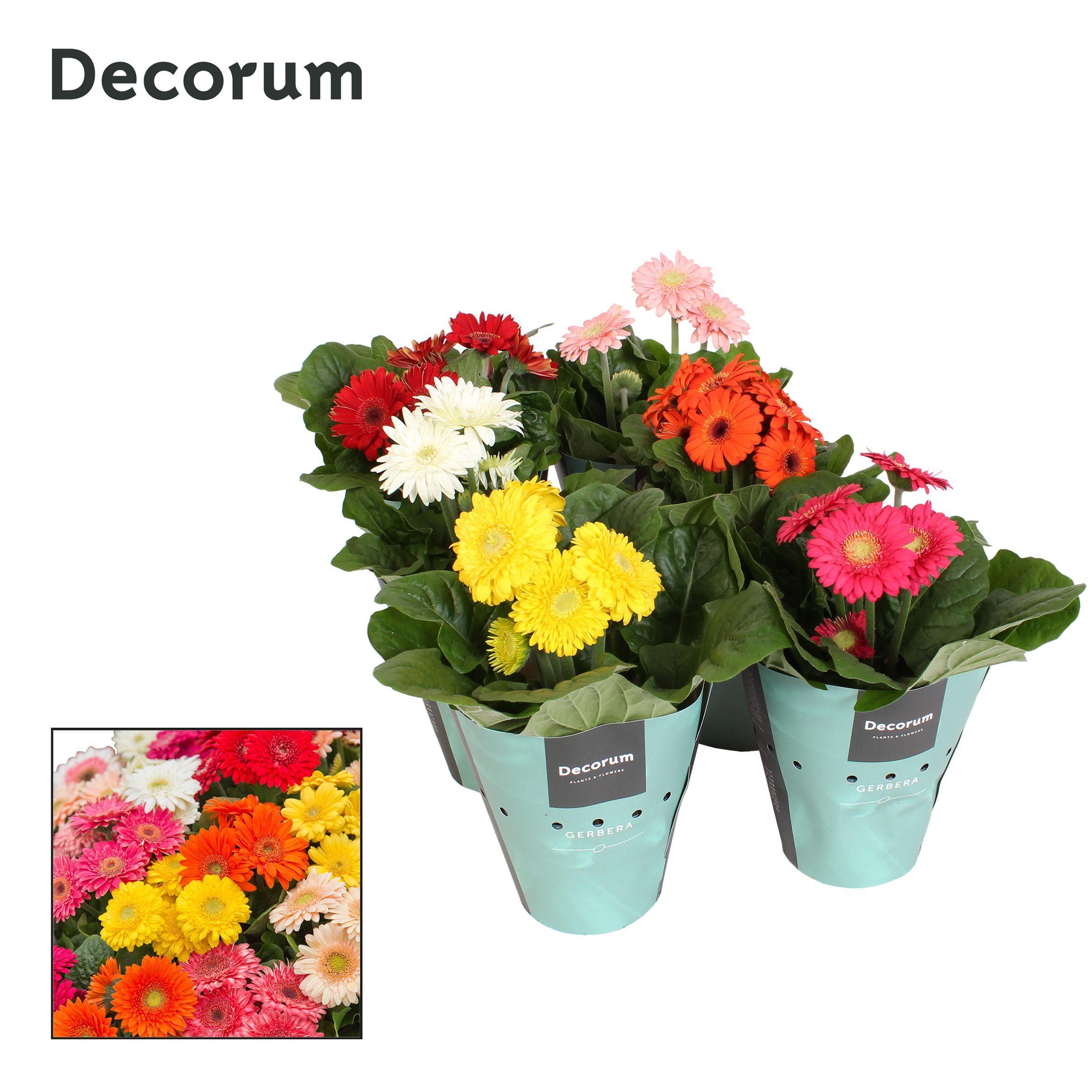 Горшечные цветы и растения оптом Gerbera Sundayz Mix 3+ Potcover (decorum) от 1шт (для телеги) из Голландии с доставкой по России
