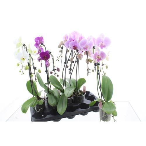 Горшечные цветы и растения оптом Phalaenopsis Mix от 5шт из Голландии с доставкой по России