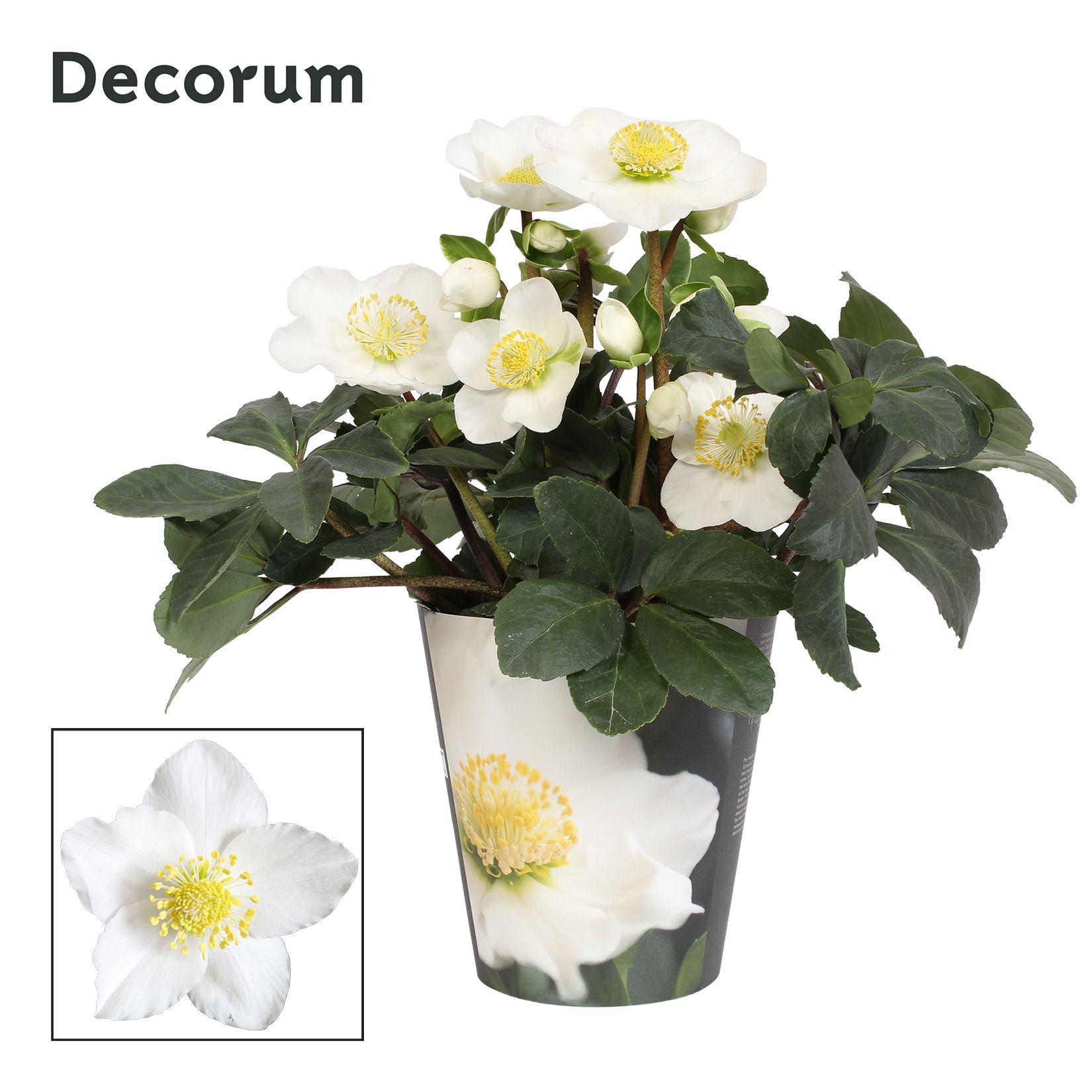 Горшечные цветы и растения оптом Helleborus N. Christmas Carol Decorum Potcover A от 9шт из Голландии с доставкой по России