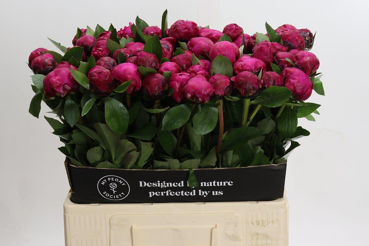 Срезанные цветы оптом Paeonia red sarah bernhardt от 60шт. из Голландии с доставкой по России