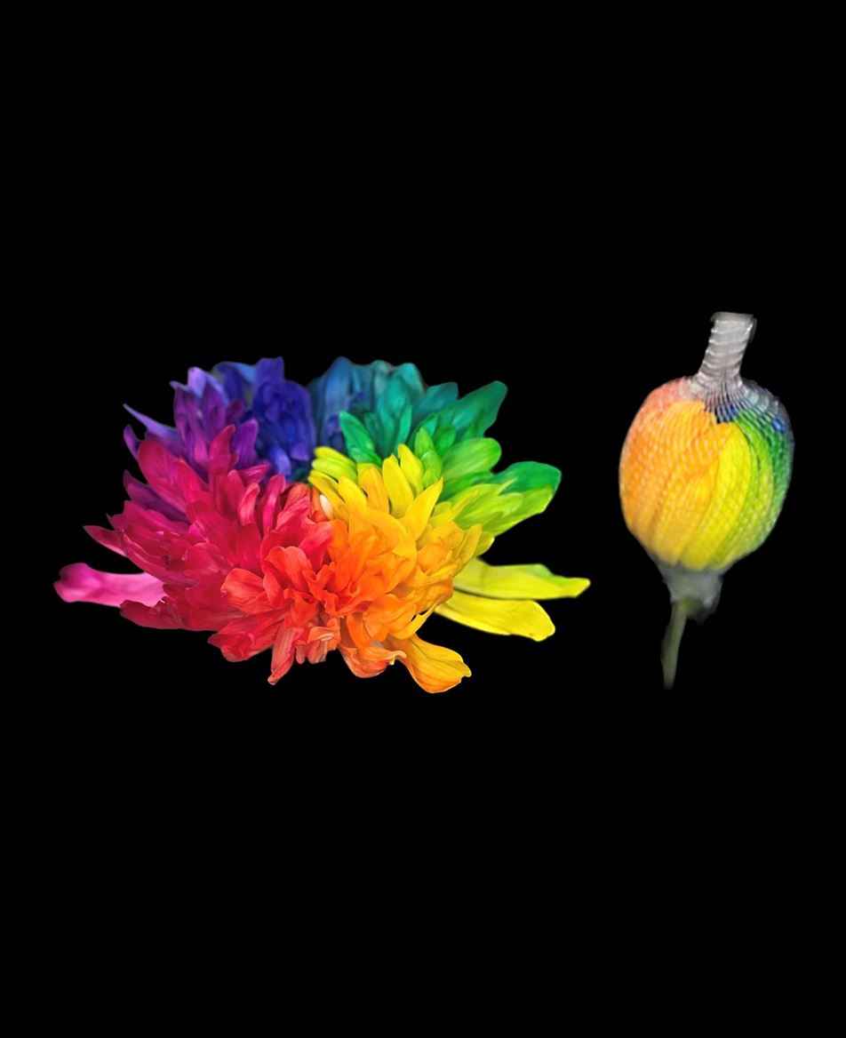 Срезанные цветы оптом Chrys bl paint antonov rainbow от 40шт из Голландии с доставкой по России