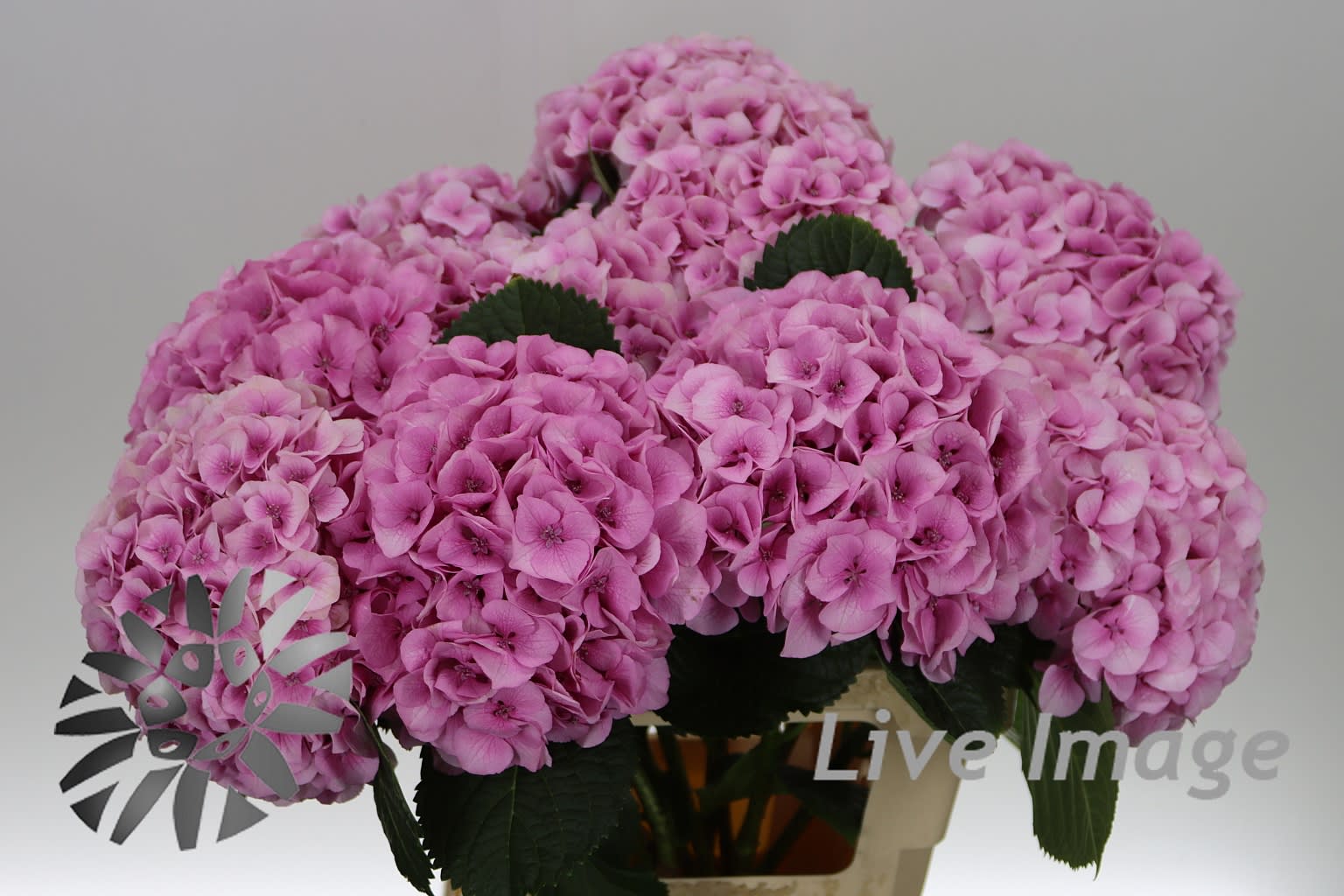 Срезанные цветы оптом Hydrangea my beautiful pink touch от 10шт.... из Голландии с доставкой по России