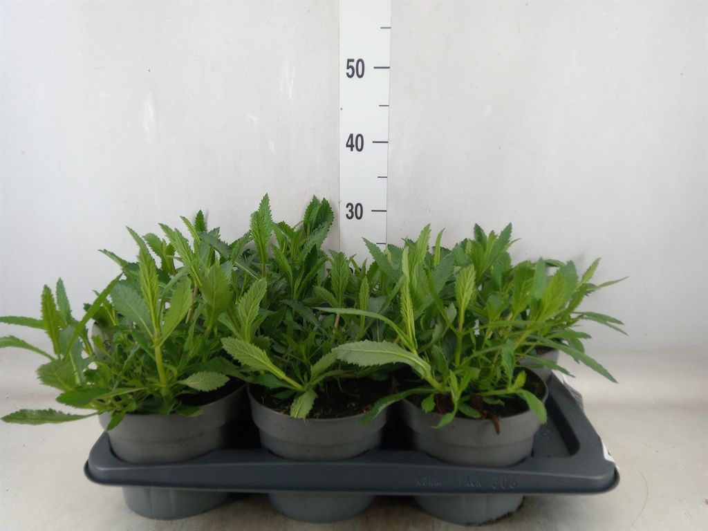 Горшечные цветы и растения оптом Verbena   ... от 6шт из Голландии с доставкой по России