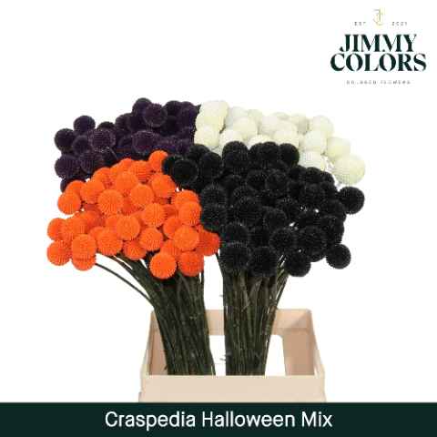 Срезанные цветы оптом Craspedia paint mix halloween от 200шт из Голландии с доставкой по России