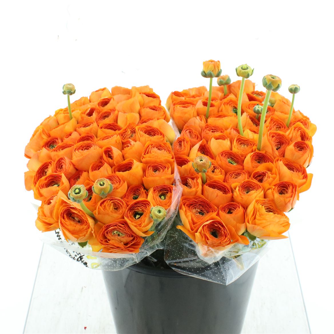 Срезанные цветы оптом Ranunculus succes fiesta от 100шт из Голландии с доставкой по России