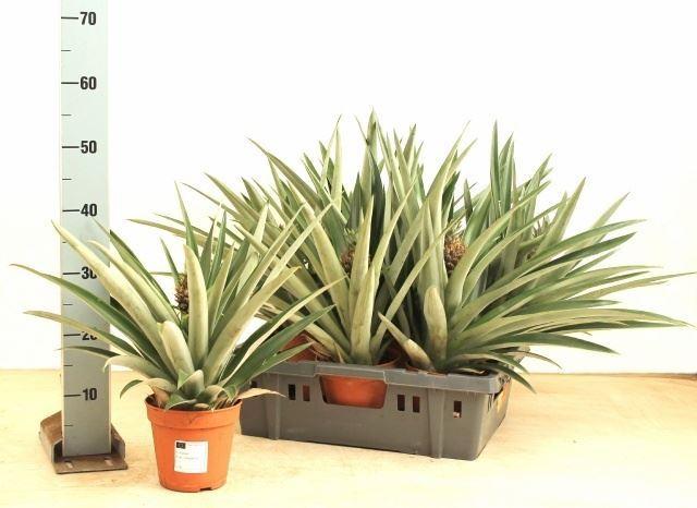 Горшечные цветы и растения оптом Ananas   ... от 6шт из Голландии с доставкой по России