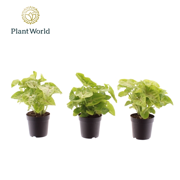 Горшечные цветы и растения оптом Syngonium Golden (decorum) от 16шт (для телеги) из Голландии с доставкой по России