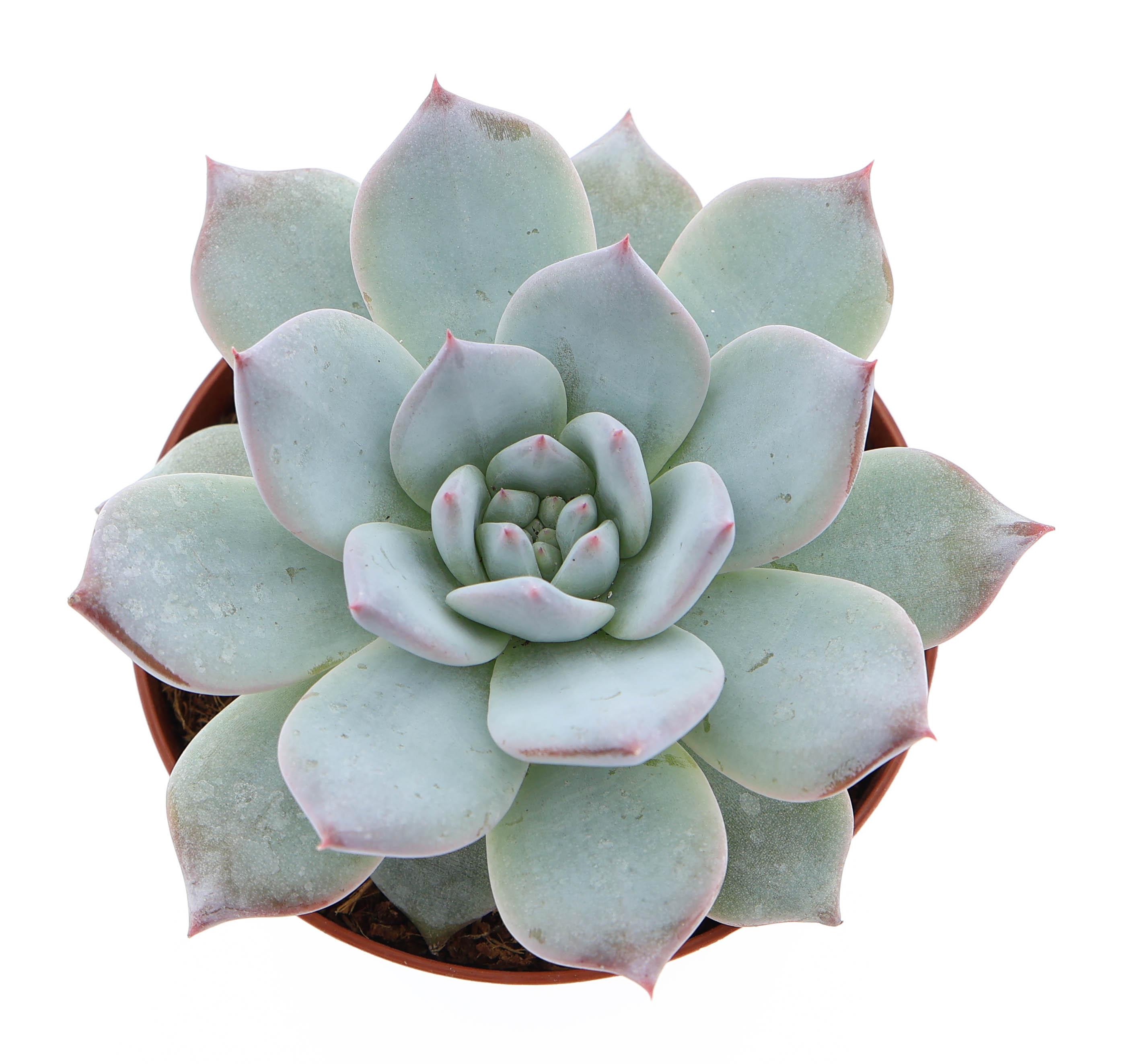 Горшечные цветы и растения оптом Echeveria Blue Bird от 12шт (для телеги) из Голландии с доставкой по России
